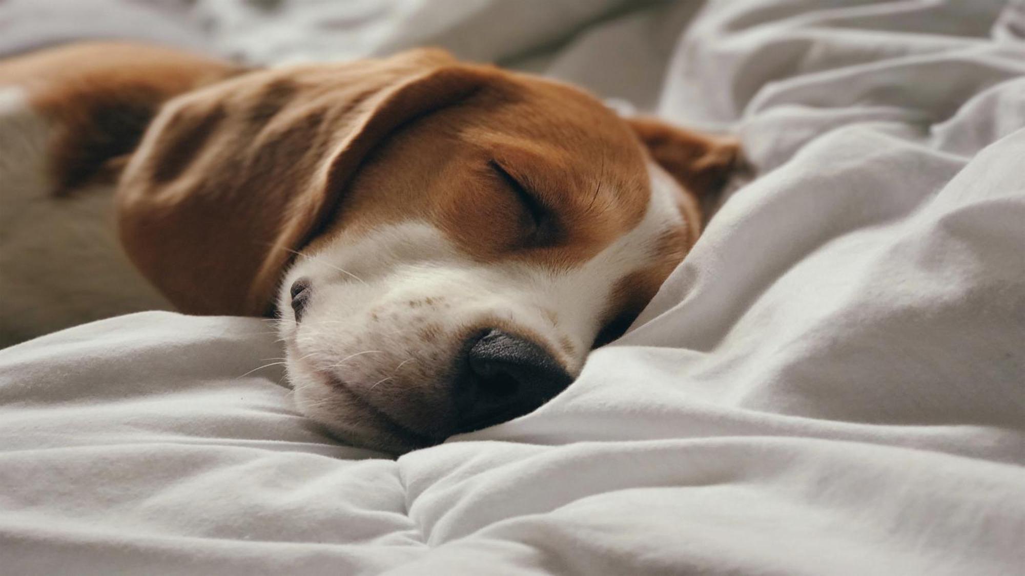 Holiday Inn Santo Domingo By Ihg Exteriér fotografie A dog sleeping